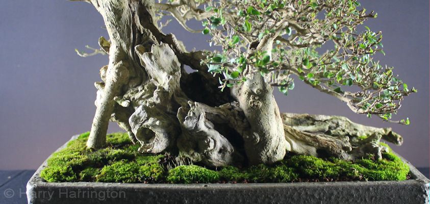 privet bonsai deadwood